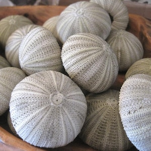 Beach Decor Green Sea Urchins (4 PC)  - Urchins - Seashells - Coastal home decor - Seashell Supply - Natural Sea Urchins - Green Urchins