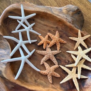 Mini Starfish Collection 12 PC Mini White Starfish Sugar Starfish Tan Starfish Natural Seashells Coastal Seashell Supply image 3