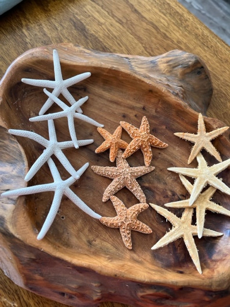 Mini Starfish Collection 12 PC Mini White Starfish Sugar Starfish Tan Starfish Natural Seashells Coastal Seashell Supply image 3