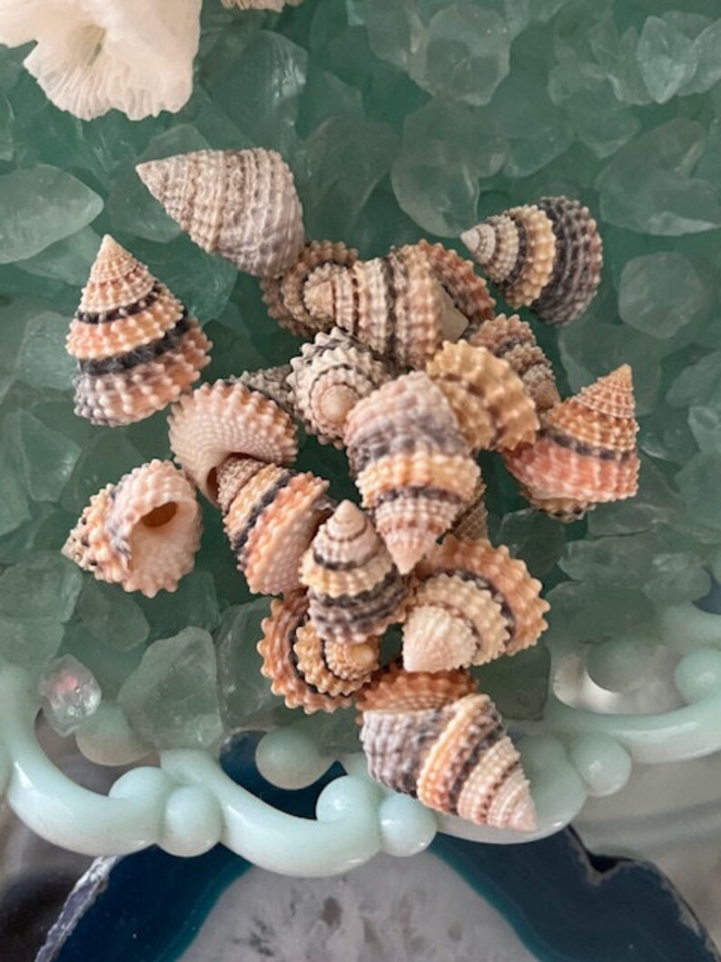 Candy Snail Seashells 15 Seashell Supply craft seashells image 2