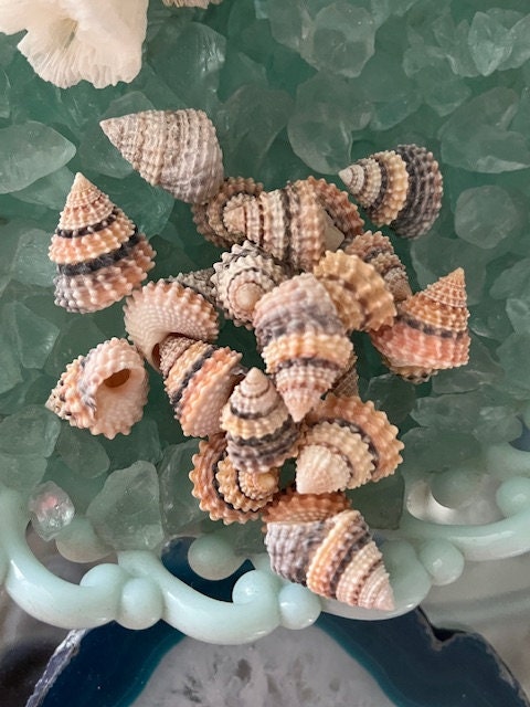 Candy Snail Seashells (15) - Seashell Supply - Craft Seashells - Etsy