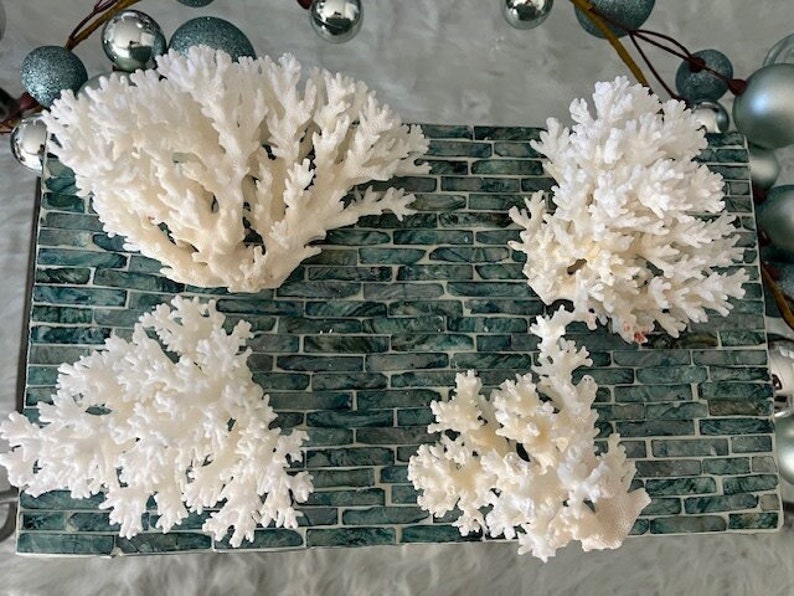 Puede incluir: Cuatro piezas de coral blanco sobre una superficie de azulejos verde y blanco. El coral es blanco blanqueado y tiene una estructura delicada y ramificada.