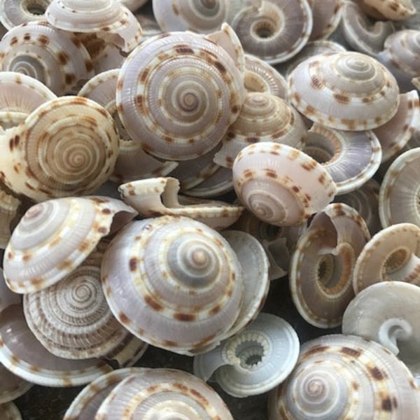 Small Sundial Seashells (10) -  Seashell Supply - Beach Wedding - Craft Seashells - Coastal Home Decor