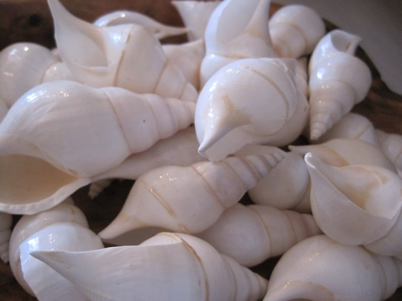 White Tibia Shells 6 Tibia Shells Seashells Seashell | Etsy