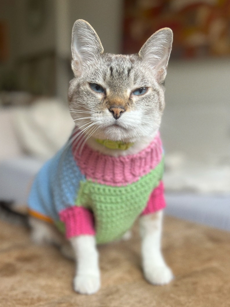 May include: A gray and white cat wearing a multi-colored knitted sweater. The sweater is pink, blue, and green. The cat is sitting on a light brown surface.