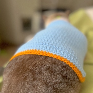 May include: A light blue knitted sweater with an orange trim, worn by a brown and white cat.