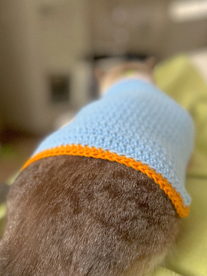 May include: A light blue knitted sweater with an orange trim, worn by a brown and white cat.