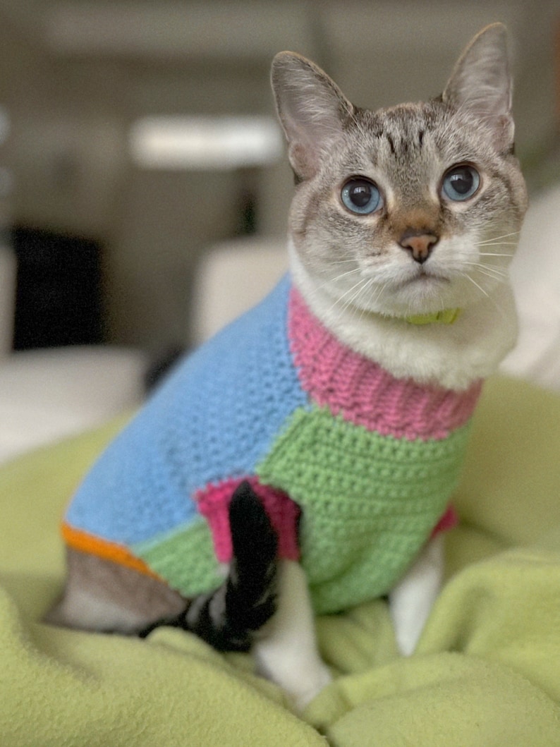 May include: A gray and white cat wearing a colorful crocheted sweater. The sweater is blue, green, pink, and orange. The cat is sitting on a green blanket.