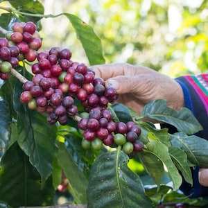 May include: A cluster of coffee cherries on a branch with dark green leaves. The cherries range in color from deep red and purple to light green. The branch is covered in small, round, ripening fruit, showing various stages of maturity on the plant.