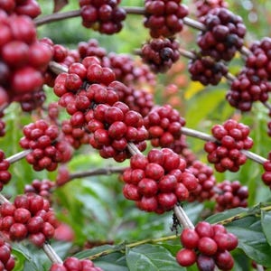 Puede incluir: Racimos de cerezas de café maduras de color rojo brillante que crecen en ramas delgadas y leñosas. Los frutos redondos y lisos están densamente agrupados en racimos a lo largo de los tallos, rodeados de hojas verdes borrosas.
