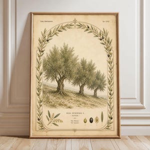 Op de afbeelding: Een rechthoekige ingelijste botanische print met drie olijfbomen op een heuvel, omringd door een boogvormige rand van olijftakken. De tekst luidt OLEA EUROPAEA L. OLIVIER, met illustraties van bladeren, een bloem en drie olijven onderaan.