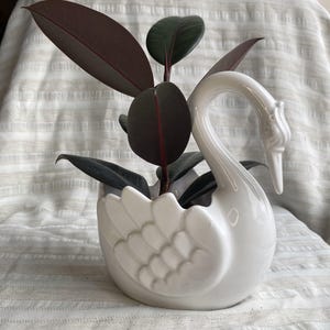 May include: A white ceramic swan-shaped planter featuring moulded wing details on the sides and a long, curved neck. A small rubber plant with dark burgundy, oval-shaped leaves is potted inside the hollow body of the swan sculpture.