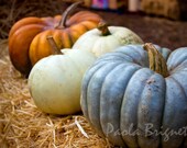 Pumpkin Photography, Lavender purple, Orange, White, Fall Autumn Art, Still life, Home Decor, San Francisco Attractions