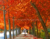 Red Trees Pathway Photography, Autumn Landscape, Fall Decor, Nature, Orange Foliage, Fall Colors, Spain Travel, 8x8