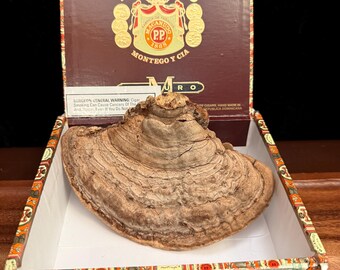 大型乾燥サルノコシカケ、天然のキノコ標本、森林装飾（幅7.5インチ）