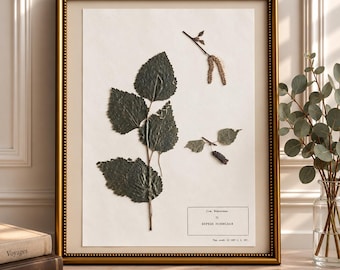 Ejemplar original de herbario de Betula pendula, hoja de muestra botánica antigua de 1987, colección botánica soviética, planta prensada.