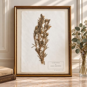 May include: A framed botanical specimen featuring a dried, brown plant centered on a white background. The frame is metallic gold with a beaded edge. A small rectangular label in the bottom right corner contains black text in Cyrillic script.