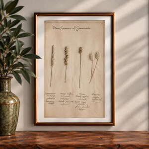 May include: A framed botanical print on aged paper featuring four dried grass specimens arranged vertically. The text at the top reads "Fam. Grassen of Gramineen" with handwritten Latin and common names below each plant specimen in black ink.