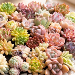 May include: A dense arrangement of various succulent plants featuring a diverse colour palette of pastel pinks, soft greens, vibrant yellows, and deep purples. The plants are tightly packed together, displaying thick, fleshy, rosette-shaped leaves.
