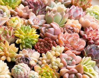 24PCS Mixed Echeveria Succulents, Colorful Bare Root Plants (DIY Garden Set)
