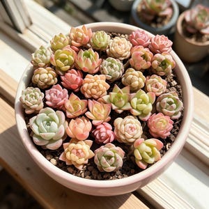 May include: A round, light pink ceramic planter filled with a dense arrangement of various small succulent plants. The succulents display a range of pastel colours including soft pink, pale green, cream, and peach, all tightly packed in dark soil.
