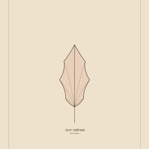 May include: A beige rectangular print featuring a centred, stylised line drawing of a leaf. Below the leaf, the text reads Acer rubrum, Red Maple. At the bottom, the text reads Plate V, Autumn Arc Collection, all enclosed in a thin border.