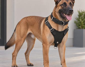 Arnés de cuero para perros con cierre en Y y collar a juego.