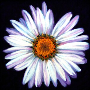 Daisy Fine Art Giclee Print, Pastel Painting By Jan Maitland, Flower, Flower Portrait, 8&quot; X 8&quot; Archival Print