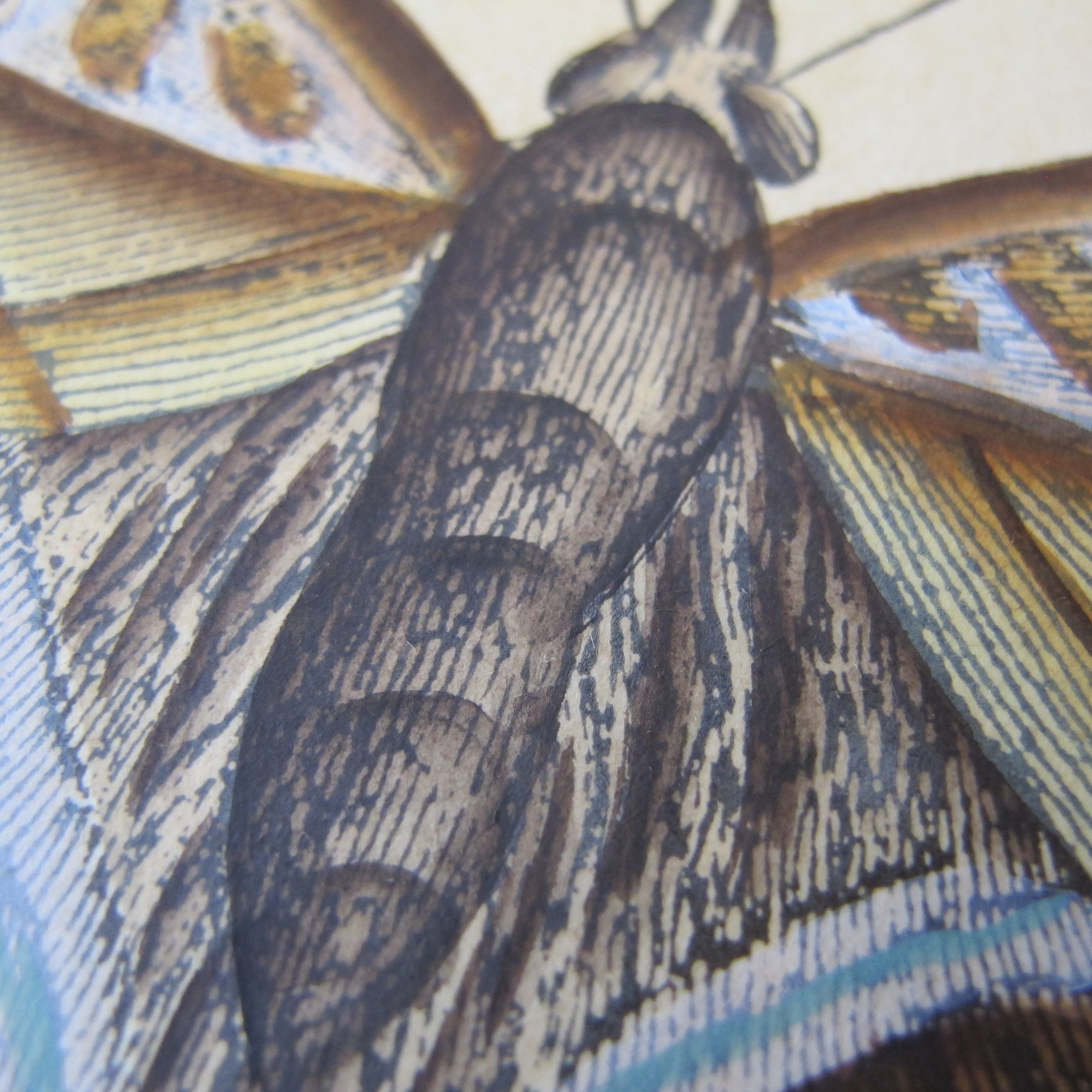 INSECT Color Illustrations. Natural History Curiosity. Victorian ...