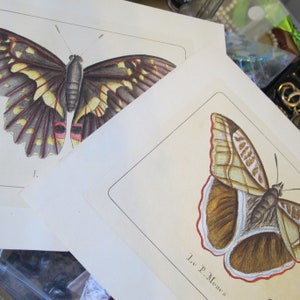 INSECT Color Illustrations. Natural History Curiosity. Victorian Antique Style. BUTTERFLY MOTH Winged Insect Wall Art, Collectible Drawing