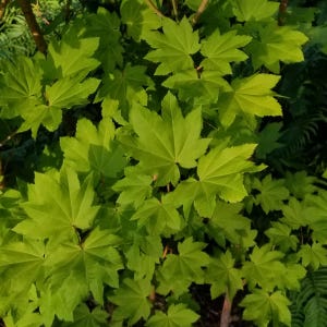 May include: A vibrant Japanese maple plant featuring numerous bright lime-green, palmately lobed leaves with pointed tips. The foliage is densely arranged on thin, light-colored woody stems, creating a lush and layered appearance in natural light.