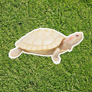 Peut inclure: Une tortue albinos avec une carapace et une peau de couleur crème pâle, présentant des yeux rouge-rose distincts et une petite tache rouge près de la zone de l'oreille. La tortue est vue de profil, montrant ses écailles texturées et ses quatre pattes palmées.