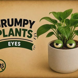 May include: A green leafy plant in a light gray cylindrical pot featuring two round, green, grumpy-looking eyes with white pupils placed in the soil. The text GRUMPY PLANTS EYES and a circular AMS logo are visible on the left side of the image.