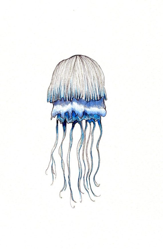  Jellyfish art print of an original drawing available 5x7 