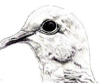 Dove Print:  digital print of an original drawing available 5x7" or 8x10"