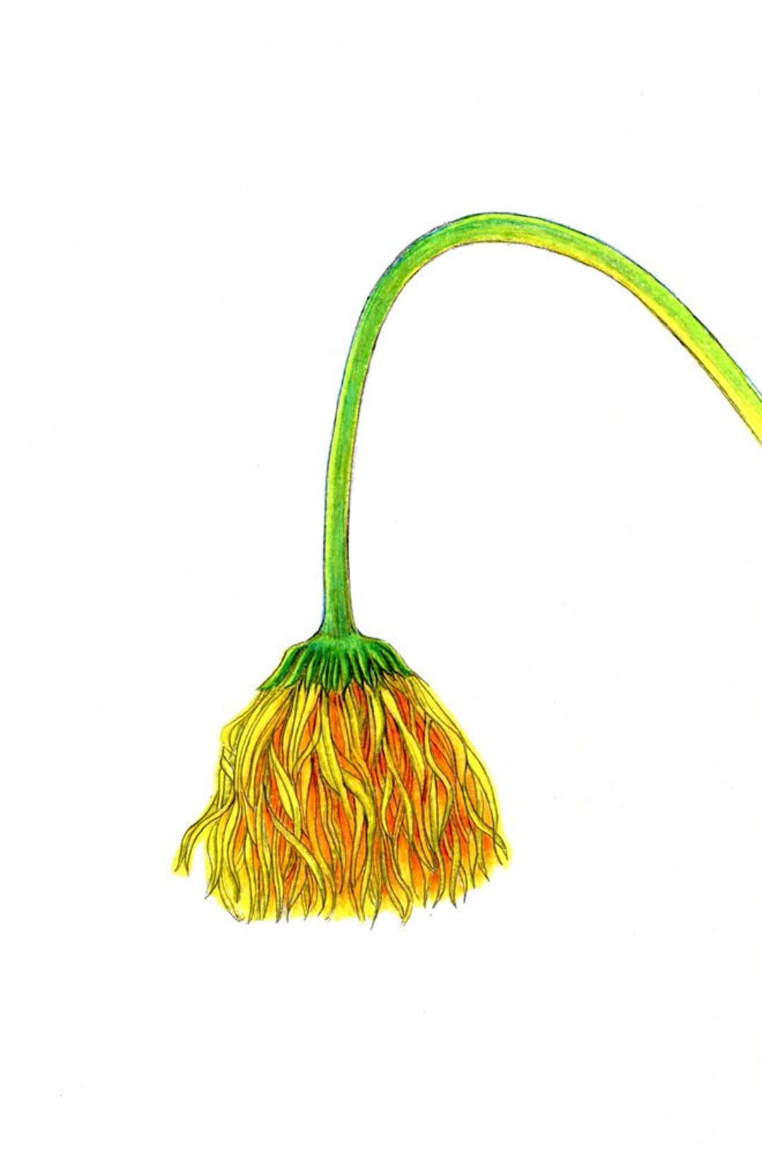 Droopy Flower Art Print of an Original Drawing Available Etsy
