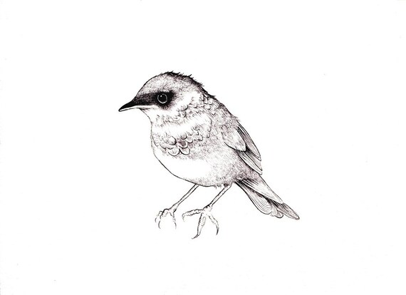 Songbird Print Digital Print Of An Original Drawing Available Etsy Songbird Print Digital Print Of An Original Drawing Available Etsy