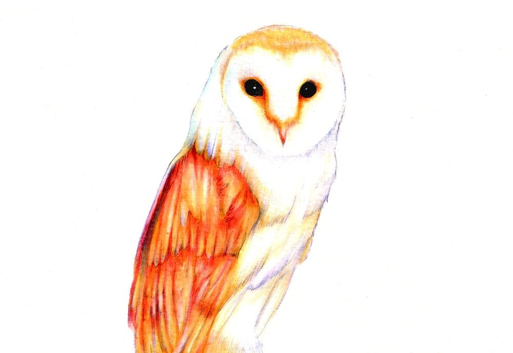 Barn Owl art print of a drawing available 5x7" or 8x10"