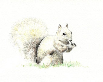 Squirrel art print of an original drawing available 5x7" or 8x10"
