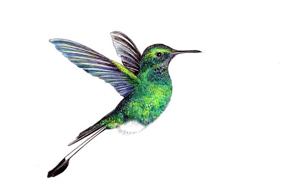 Art De Colibri Imprime D Un Original Dessin Disponible 5 X Etsy