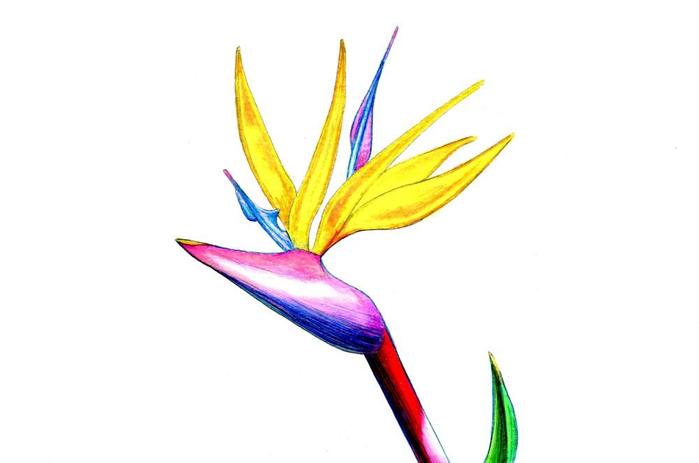Oiseau de paradis art imprimé d'un original dessin disponible 5 x 7" ou