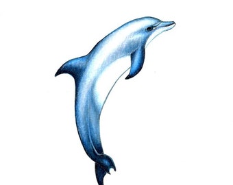 Dolphin art print of an original drawing available 5x7" or 8x10"