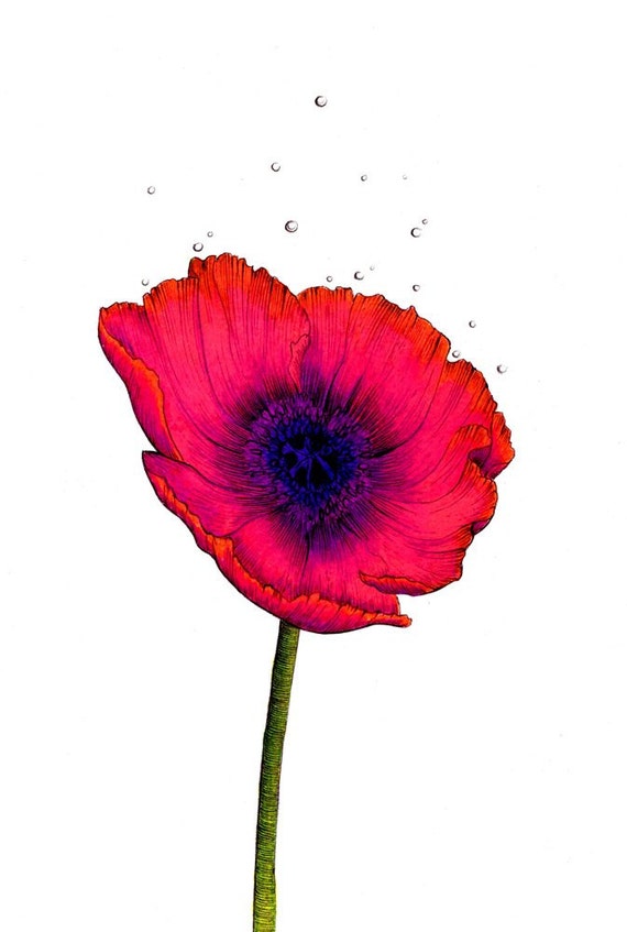Red Poppy Print Digital Print Of A Drawing Available Etsy