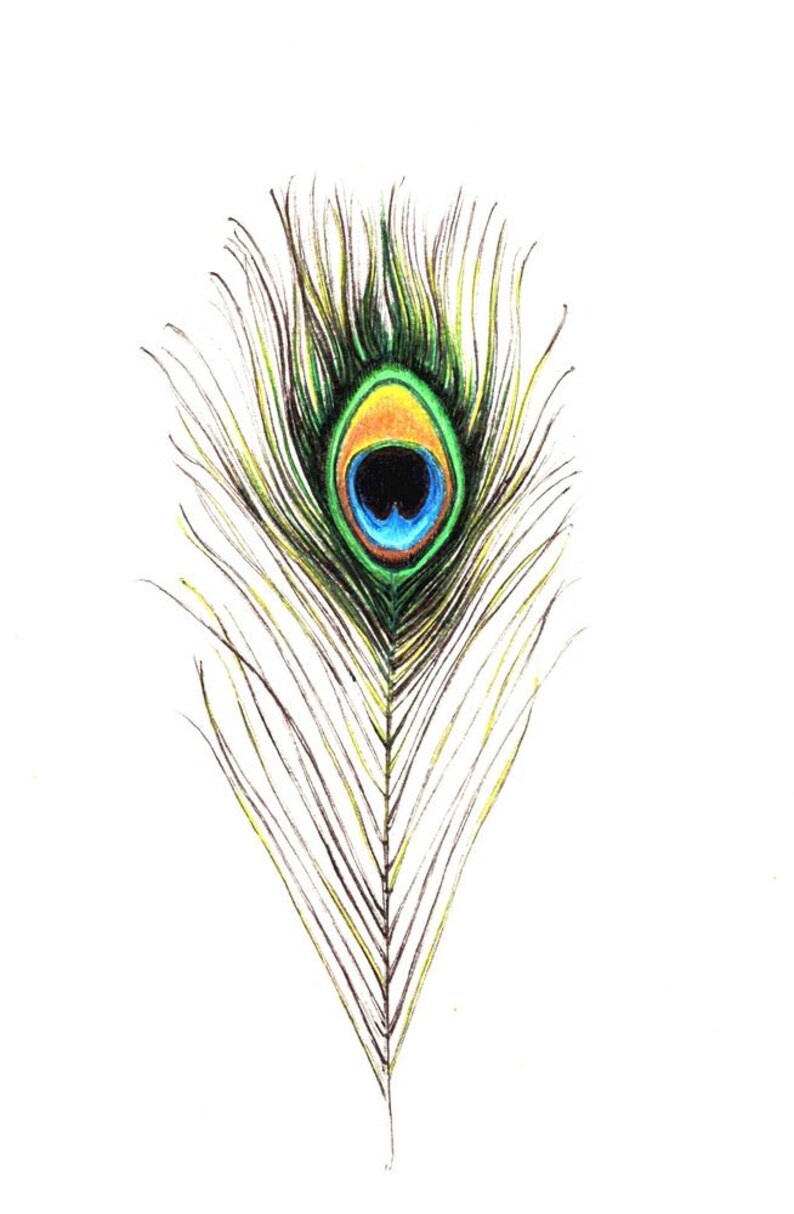 Peacock Feather Print Digital Print of an Original Drawing Etsy
