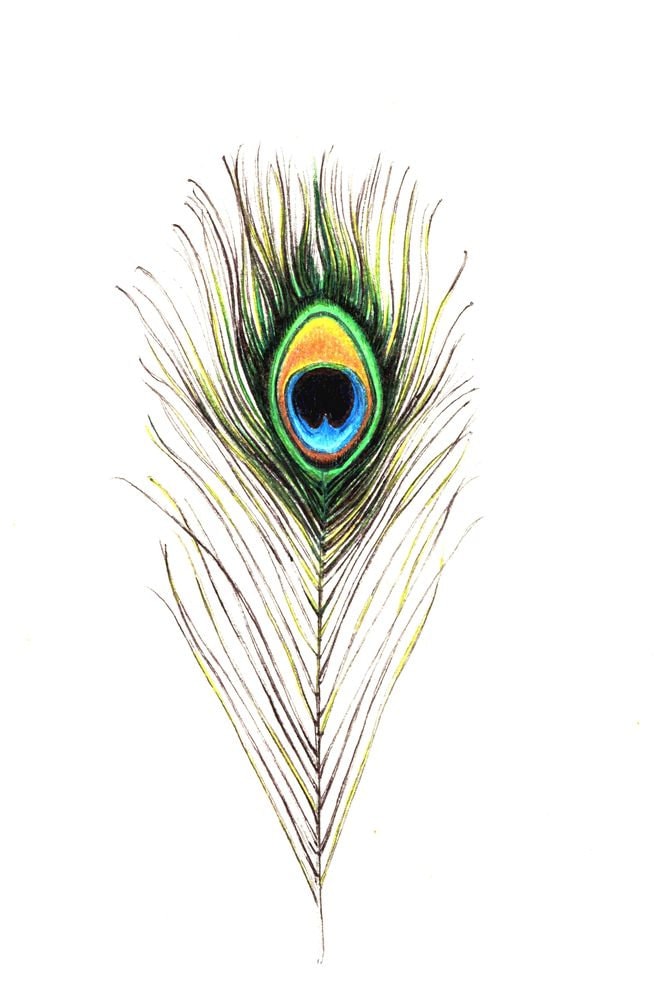 Peacock Feather Print: Digital Print of an Original Drawing - Etsy ...