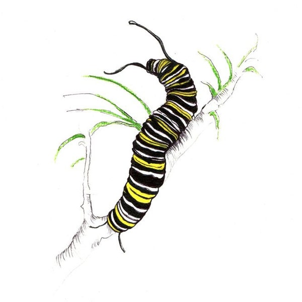Monarch Caterpillar Print:  Digital print of an original drawing available 5x7" or 8x10"