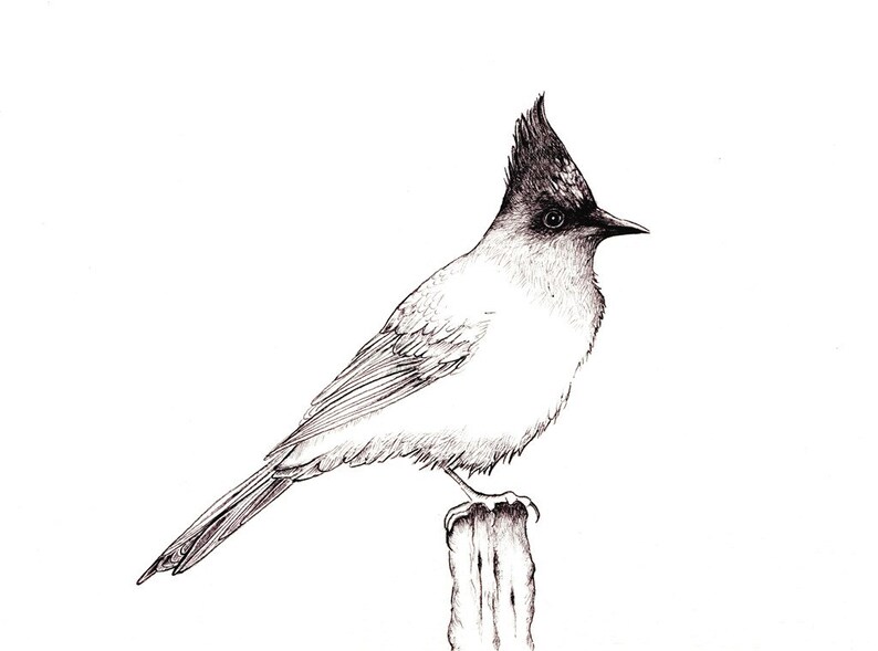 Stellar Jay B/w Print Digital Print of an Original Drawing Etsy