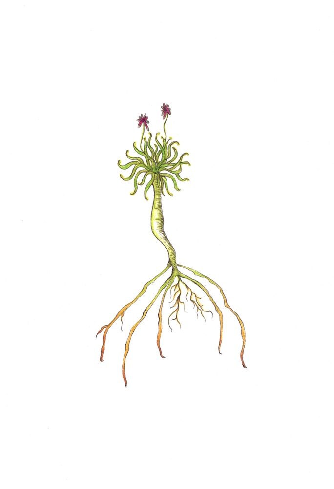 Plant Roots Art Print of an Original Drawing Available 5x7 or 8x10 - Etsy  Norway