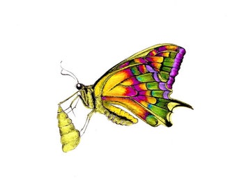 Rainbow Butterfly art print of an original drawing available 5x7" or 8x10"