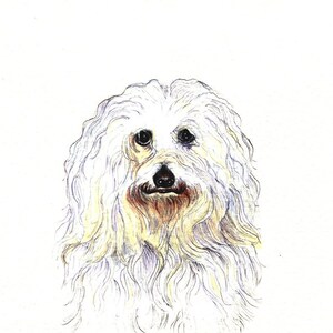 May include: A detailed illustration of a fluffy white dog with long, wavy fur. The dog has dark eyes, a black nose, and a reddish-brown area around its mouth. The artwork is set against a plain white background.
